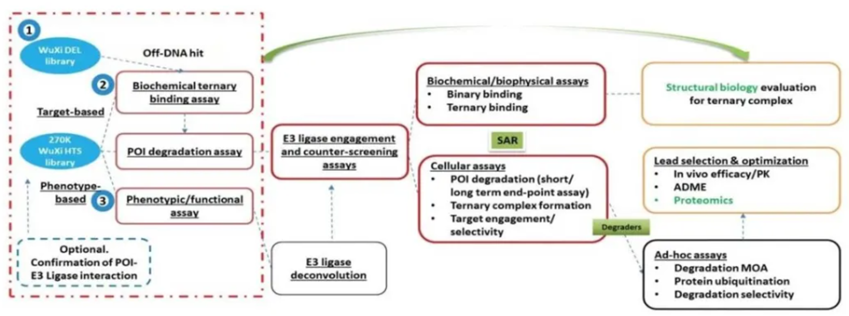 Representative workflow for molecular glue hit identification, characterization, and lead optimization