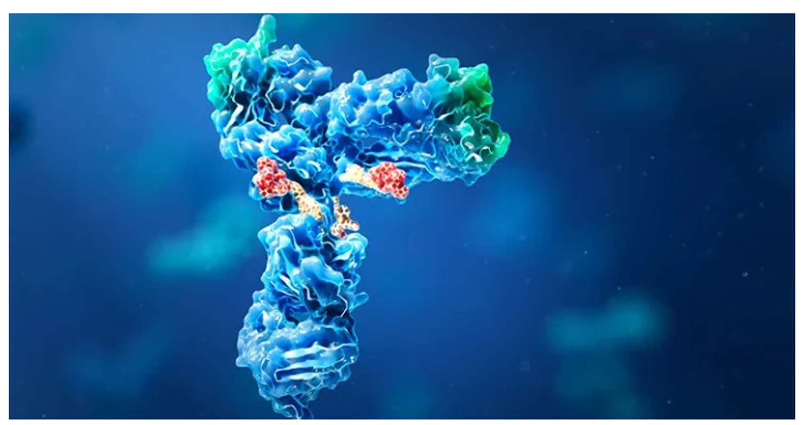 Antibody Drug Conjugate