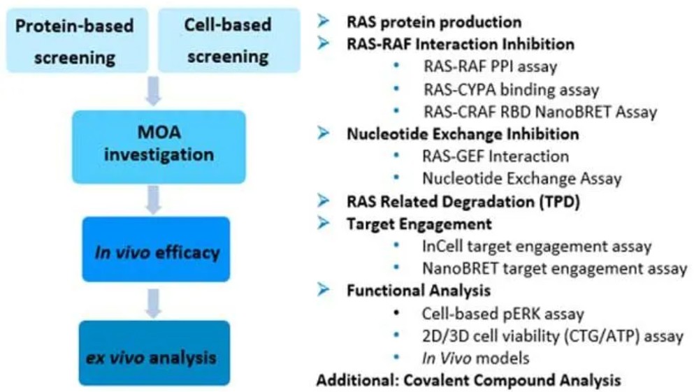 Representative workflow and assay toolkit used for KRAS target characterization, mechanism-of-action studies, and efficacy evaluation